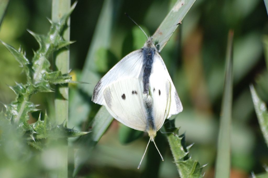 Pieris?